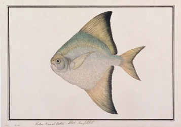 White Pomfret, from Drawings of Fishes from Malacca, c.1805-18